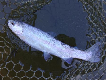 厳しすぎるぞ ～大安トラウトレイク～